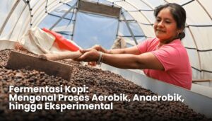 Fermentasi Kopi, Aerobik, Anaerobik, Eksperimental