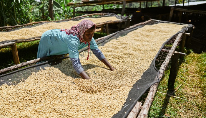 Coffee Beans Process